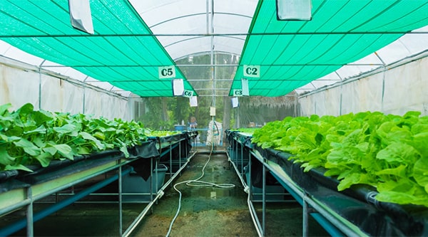 Rete verde frangivento per la protezione delle coltivazioni